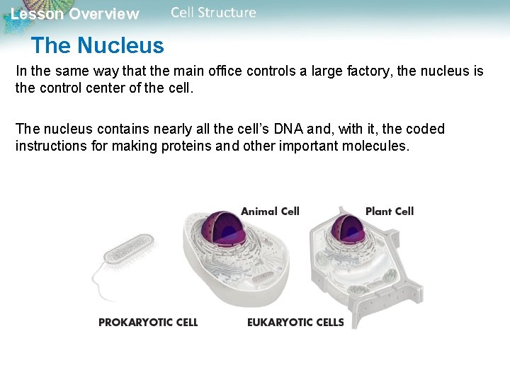 Lesson Overview Cell Structure The Nucleus In the same way that the main office