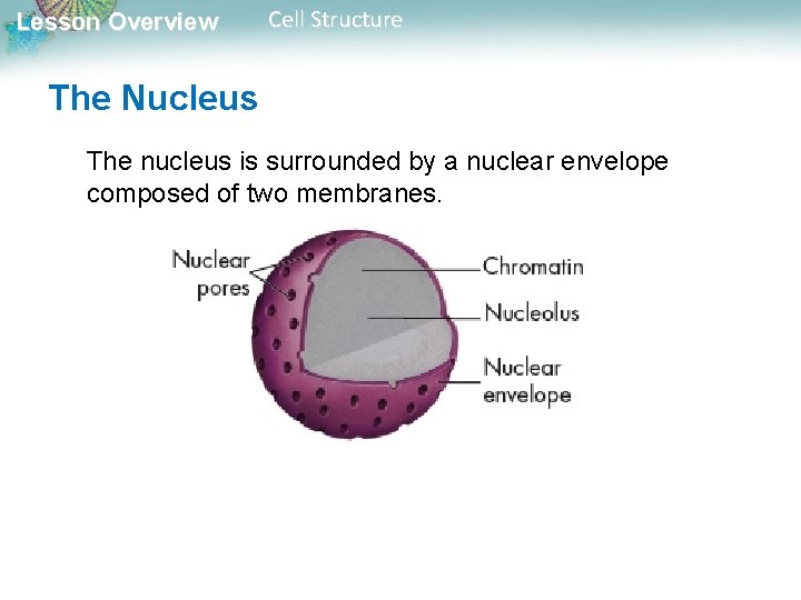 Lesson Overview Cell Structure The Nucleus The nucleus is surrounded by a nuclear envelope