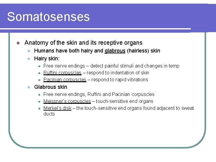 Somatosenses l Anatomy of the skin and its receptive organs l l Humans have