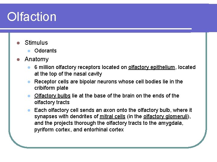 Olfaction l Stimulus l l Odorants Anatomy l l 6 million olfactory receptors located
