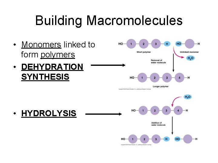 Building Macromolecules • Monomers linked to form polymers • DEHYDRATION SYNTHESIS • HYDROLYSIS 