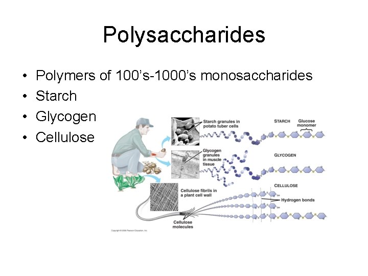 Polysaccharides • • Polymers of 100’s-1000’s monosaccharides Starch Glycogen Cellulose 