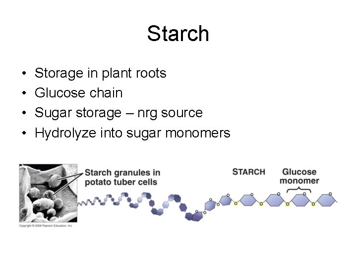 Starch • • Storage in plant roots Glucose chain Sugar storage – nrg source