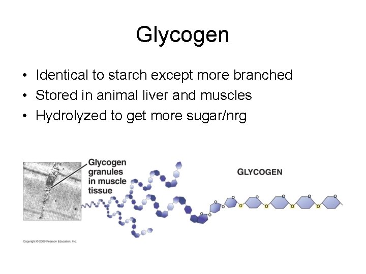 Glycogen • Identical to starch except more branched • Stored in animal liver and