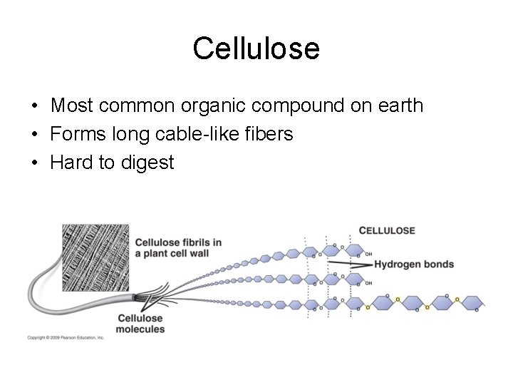 Cellulose • Most common organic compound on earth • Forms long cable-like fibers •