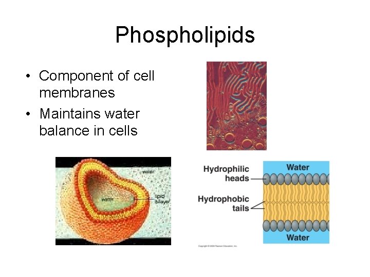 Phospholipids • Component of cell membranes • Maintains water balance in cells 