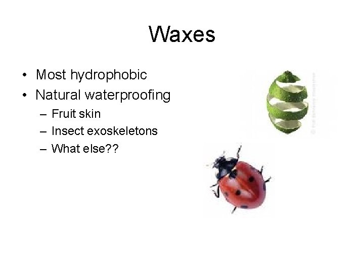 Waxes • Most hydrophobic • Natural waterproofing – Fruit skin – Insect exoskeletons –