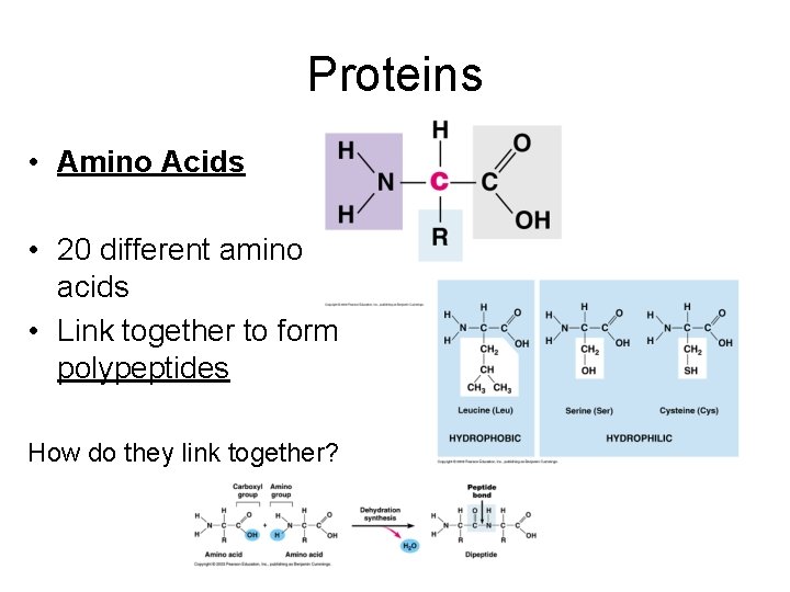 Proteins • Amino Acids • 20 different amino acids • Link together to form