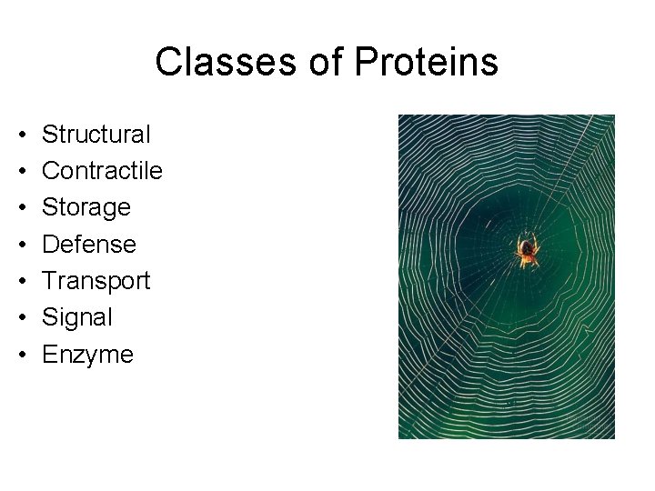 Classes of Proteins • • Structural Contractile Storage Defense Transport Signal Enzyme 