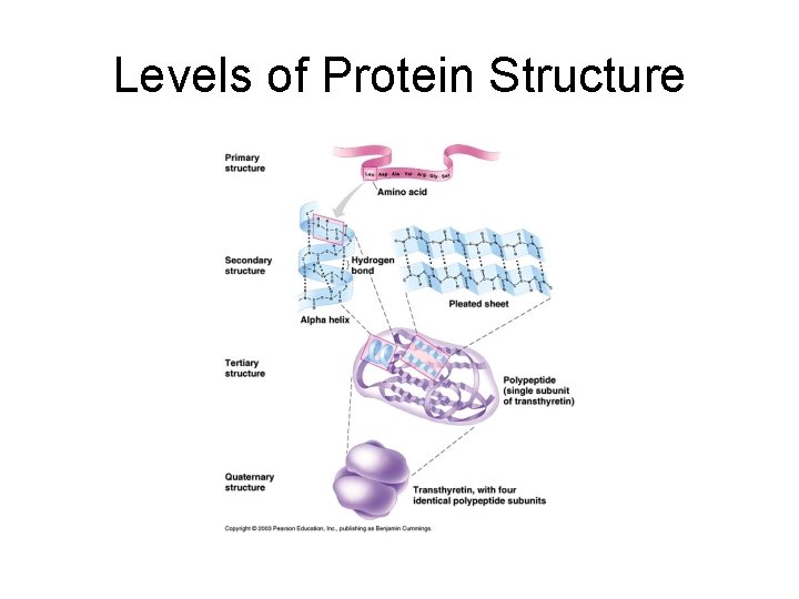 Levels of Protein Structure 