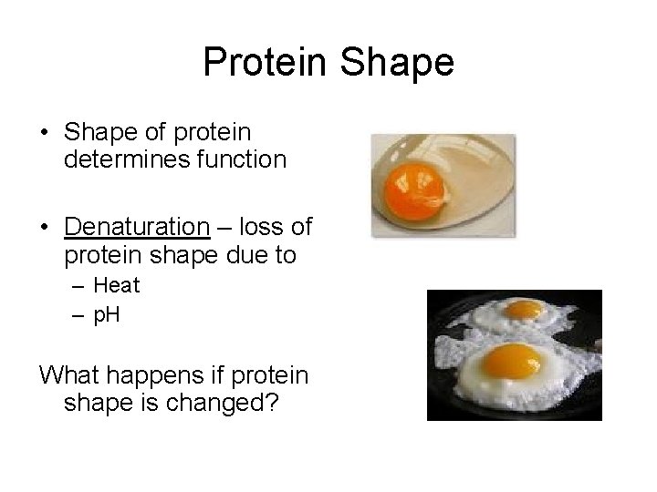 Protein Shape • Shape of protein determines function • Denaturation – loss of protein