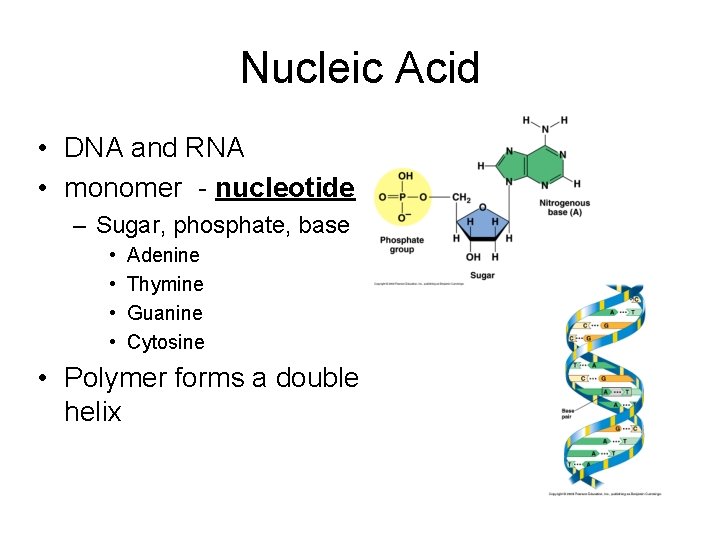 Nucleic Acid • DNA and RNA • monomer - nucleotide – Sugar, phosphate, base