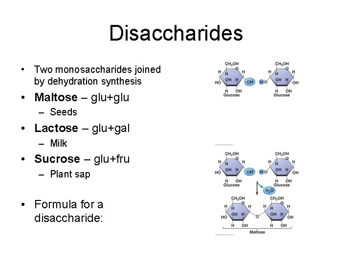 Disaccharides • Two monosaccharides joined by dehydration synthesis • Maltose – glu+glu – Seeds