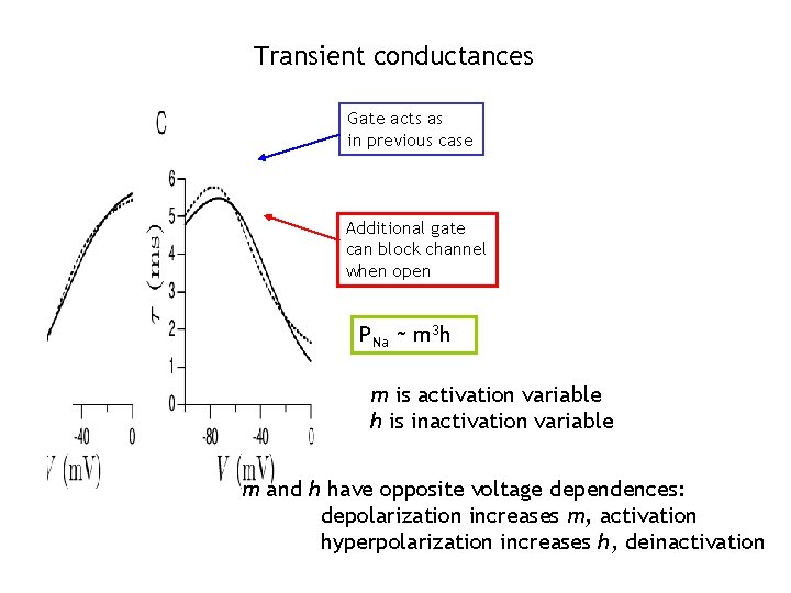 Transient conductances Gate acts as in previous case Additional gate can block channel when
