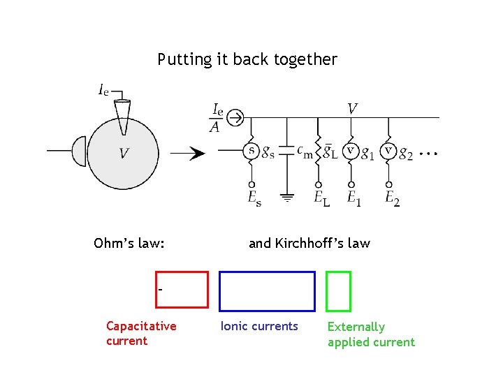 Putting it back together Ohm’s law: and Kirchhoff’s law Capacitative current Ionic currents Externally