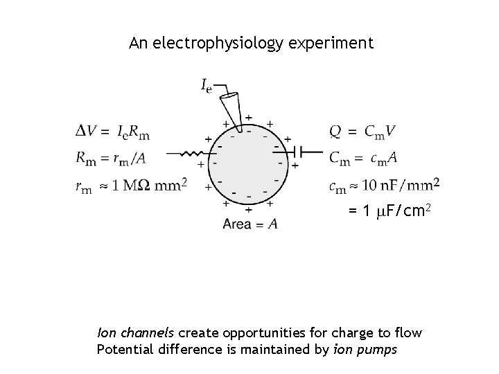 An electrophysiology experiment = 1 m. F/cm 2 Ion channels create opportunities for charge