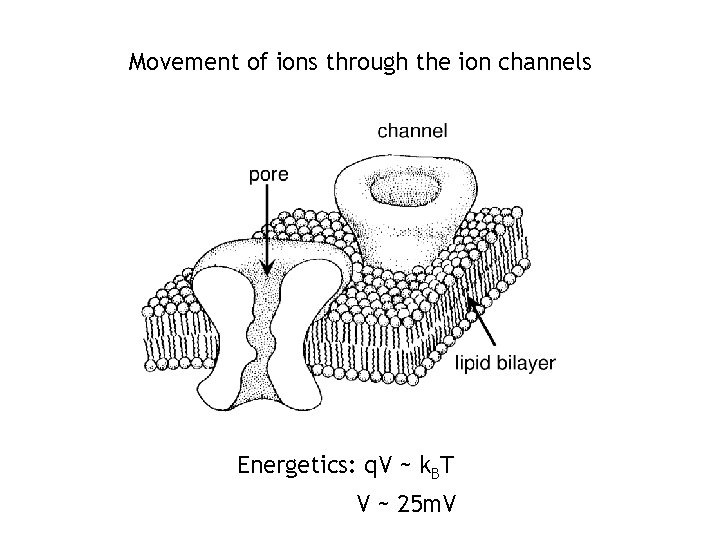 Movement of ions through the ion channels Energetics: q. V ~ k. BT V