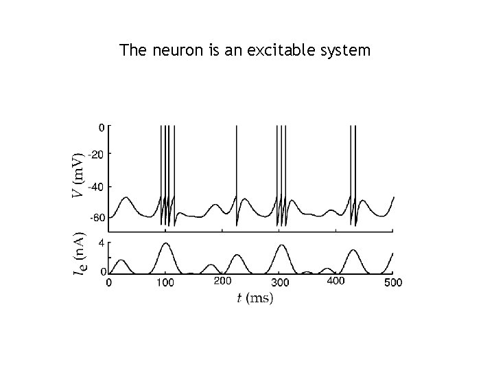 The neuron is an excitable system 