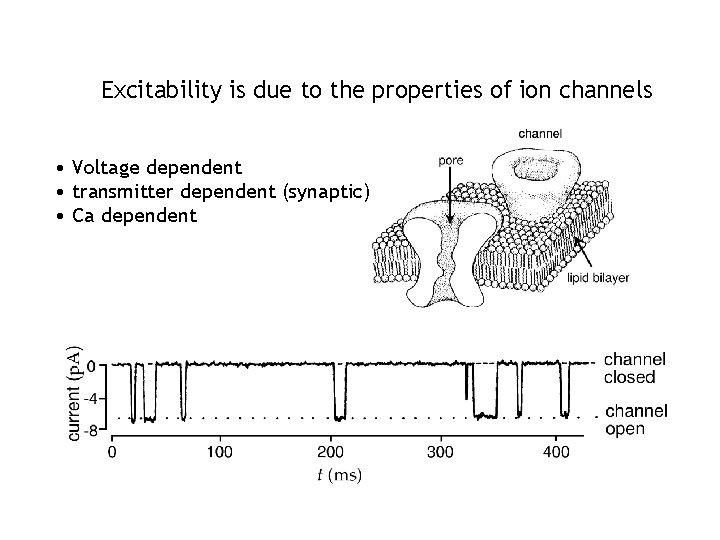 Excitability is due to the properties of ion channels • Voltage dependent • transmitter