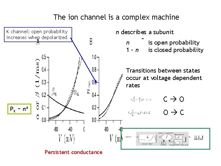 The ion channel is a complex machine K channel: open probability increases when depolarized