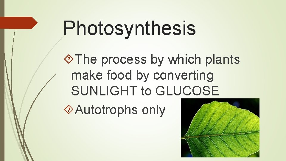 Photosynthesis The process by which plants make food by converting SUNLIGHT to GLUCOSE Autotrophs