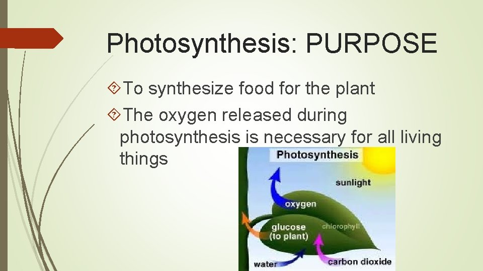 Photosynthesis: PURPOSE To synthesize food for the plant The oxygen released during photosynthesis is