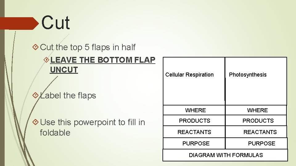 Cut the top 5 flaps in half LEAVE THE BOTTOM FLAP UNCUT Cellular Respiration