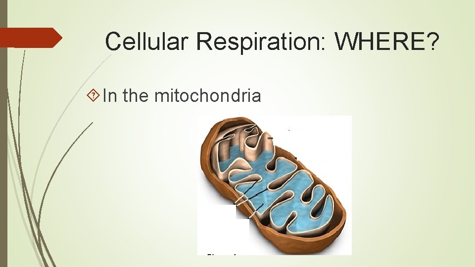 Cellular Respiration: WHERE? In the mitochondria 