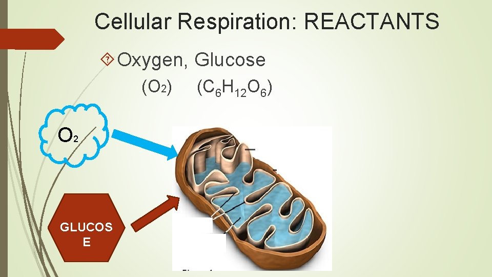 Cellular Respiration: REACTANTS Oxygen, Glucose (O 2) O 2 GLUCOS E (C 6 H