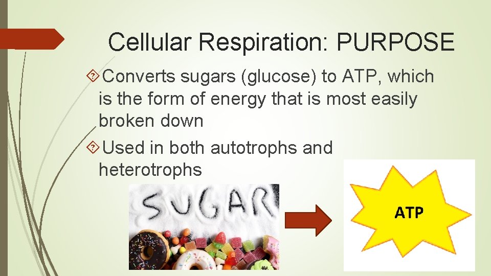 Cellular Respiration: PURPOSE Converts sugars (glucose) to ATP, which is the form of energy