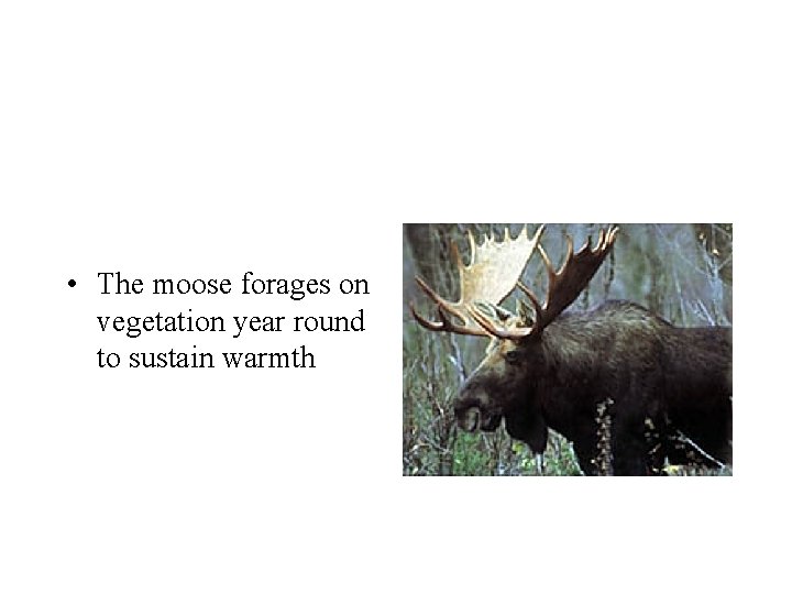  • The moose forages on vegetation year round to sustain warmth 