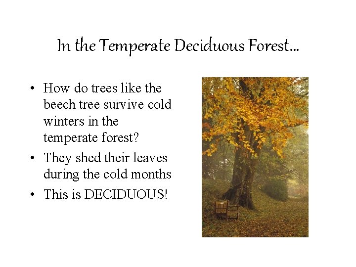 In the Temperate Deciduous Forest… • How do trees like the beech tree survive