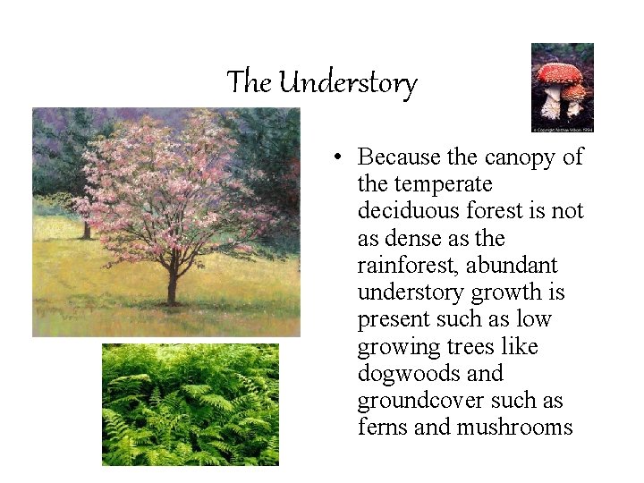 The Understory • Because the canopy of the temperate deciduous forest is not as