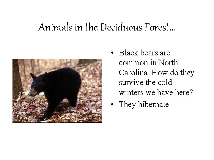 Animals in the Deciduous Forest… • Black bears are common in North Carolina. How