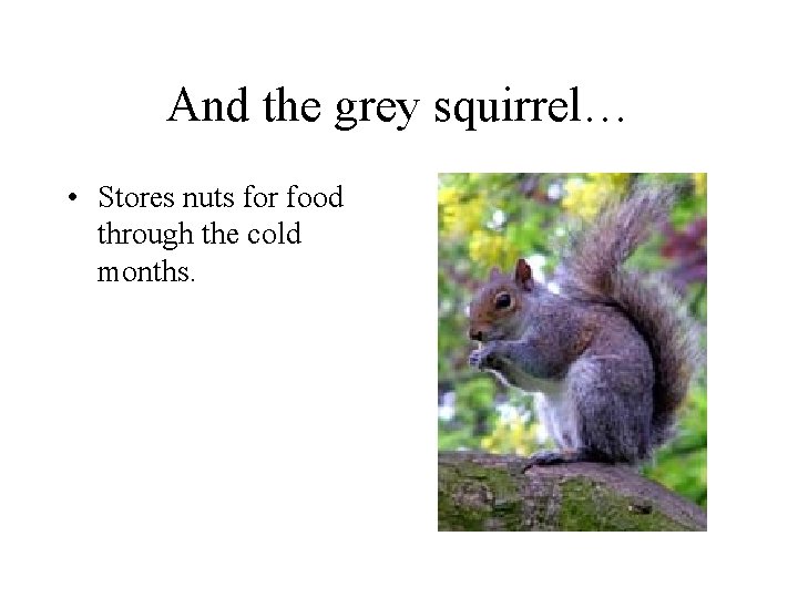 And the grey squirrel… • Stores nuts for food through the cold months. 