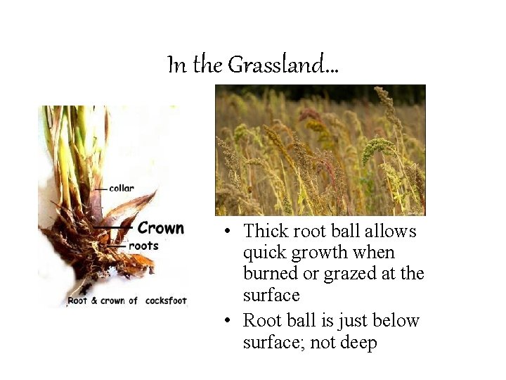 In the Grassland… • Thick root ball allows quick growth when burned or grazed