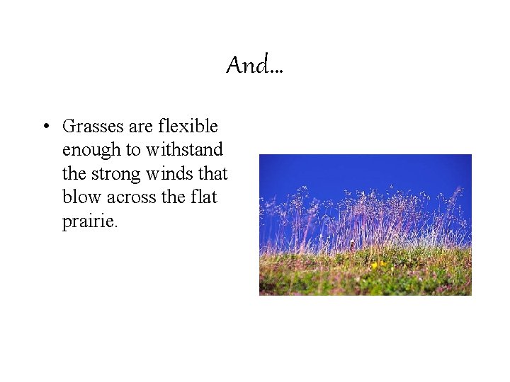 And… • Grasses are flexible enough to withstand the strong winds that blow across