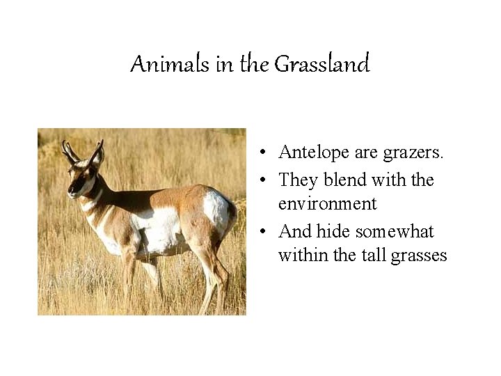 Animals in the Grassland • Antelope are grazers. • They blend with the environment