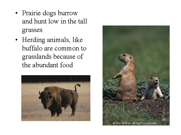  • Prairie dogs burrow and hunt low in the tall grasses • Herding