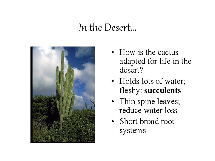 In the Desert… • How is the cactus adapted for life in the desert?