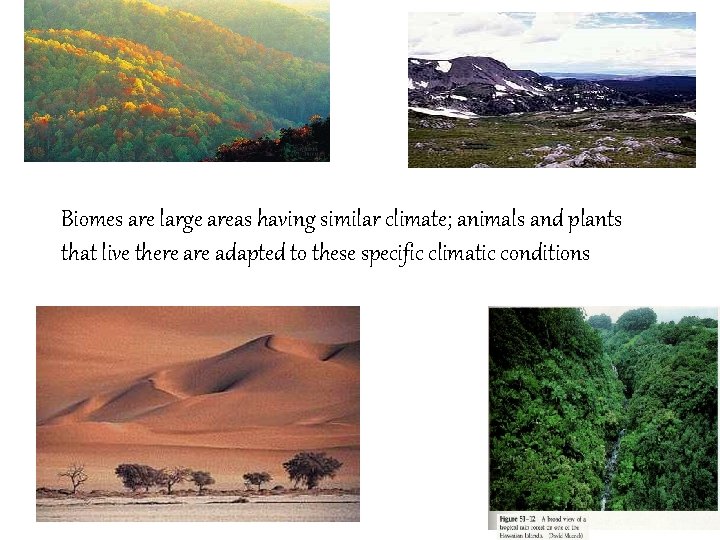 Biomes are large areas having similar climate; animals and plants that live there adapted