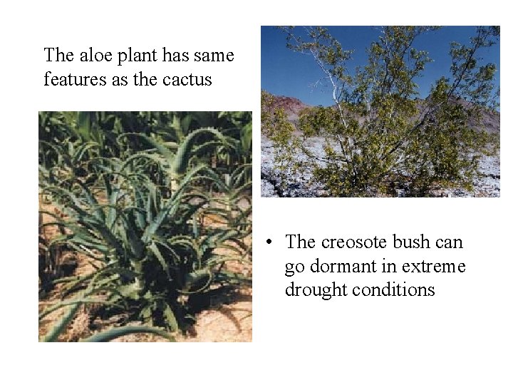 The aloe plant has same features as the cactus • The creosote bush can