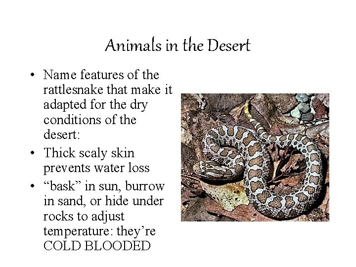 Animals in the Desert • Name features of the rattlesnake that make it adapted