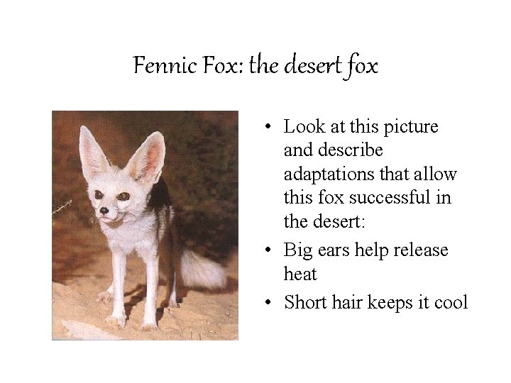 Fennic Fox: the desert fox • Look at this picture and describe adaptations that