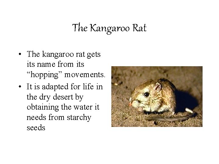 The Kangaroo Rat • The kangaroo rat gets its name from its “hopping” movements.