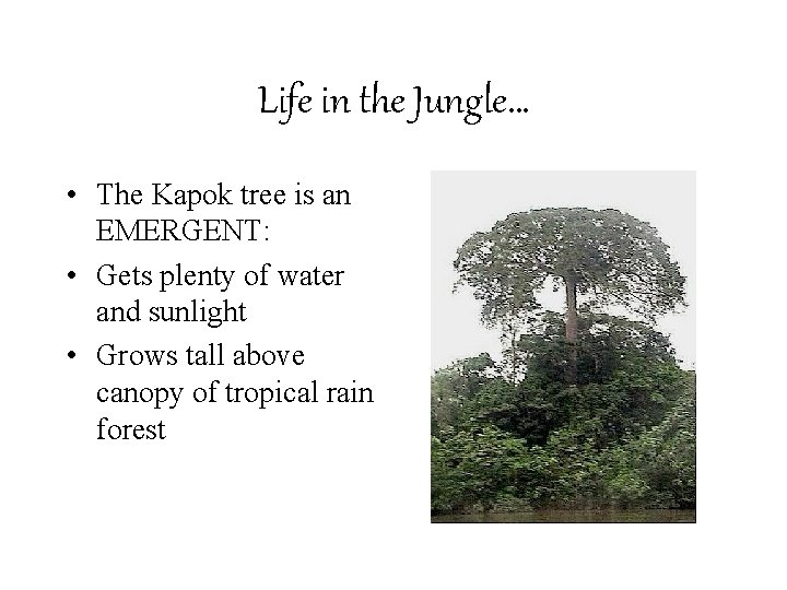 Life in the Jungle… • The Kapok tree is an EMERGENT: • Gets plenty