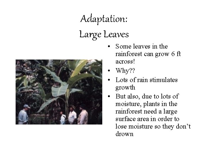 Adaptation: Large Leaves • Some leaves in the rainforest can grow 6 ft across!