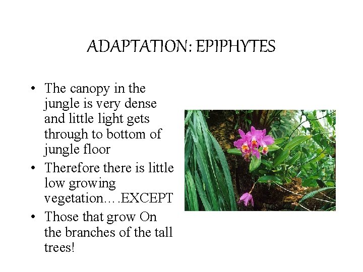 ADAPTATION: EPIPHYTES • The canopy in the jungle is very dense and little light