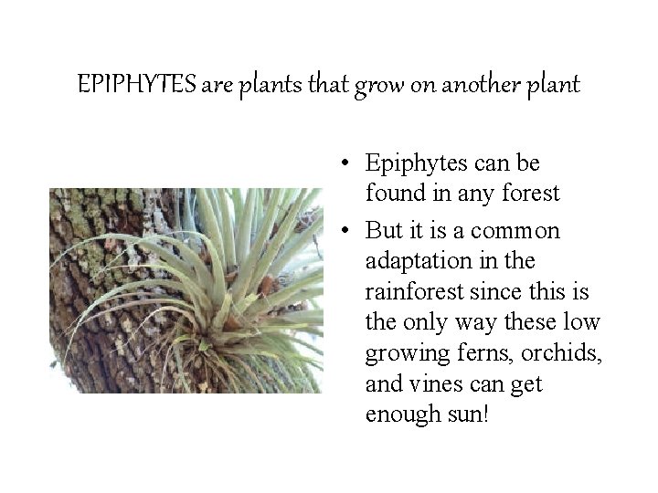 EPIPHYTES are plants that grow on another plant • Epiphytes can be found in