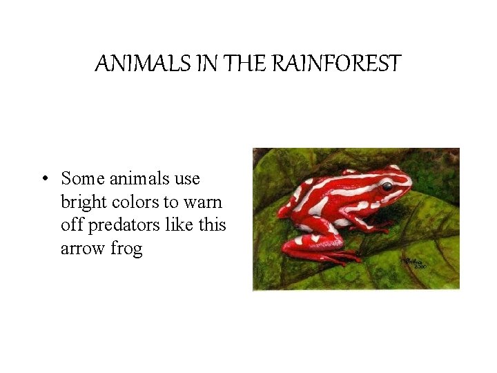 ANIMALS IN THE RAINFOREST • Some animals use bright colors to warn off predators